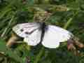 Pieris napi (bilateral gynandromorph, live) (Internet Image property of respective owner, non-commercial use only)